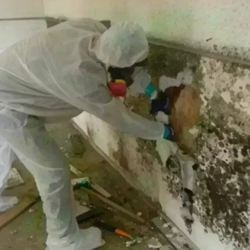 Mold Remediation and Removal in Doylestown, OH